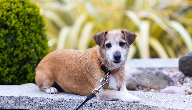 Lakeside Park Dog Frendly 3