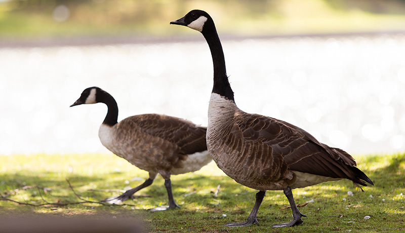 two geese at the lake in Lakeside Park