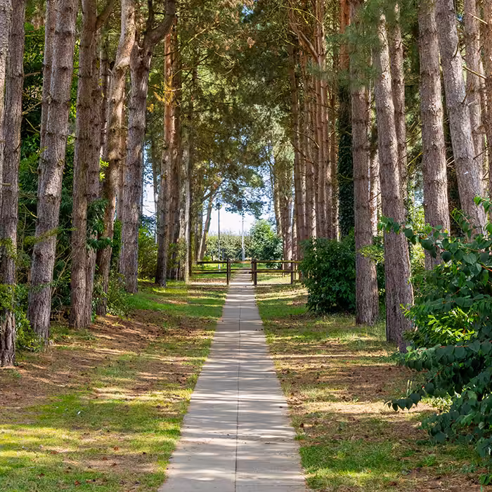 A forest walkway in Lakeside Park