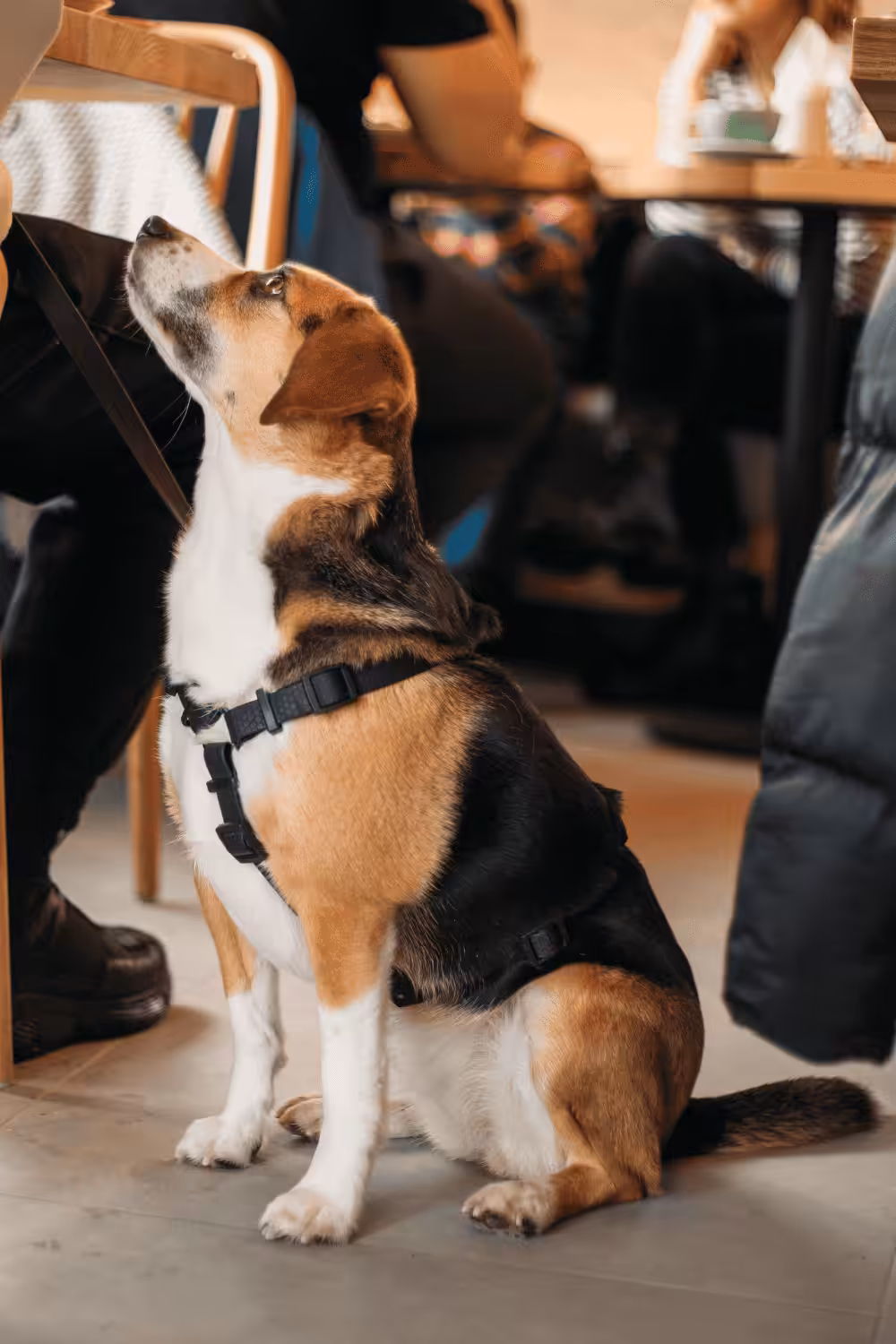 A dog in a cafe in louth lincolnshire